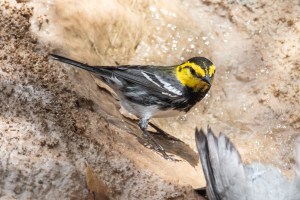 Golden cheeked Warbler