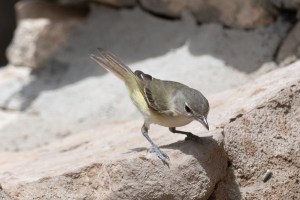 Bells Vireo