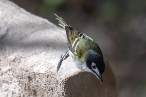 Black capped Vireo