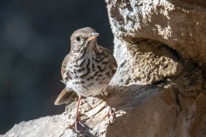 Hermit Thrush