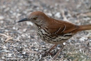 Brown Thrasher