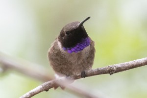 Black chinned Hummingbird