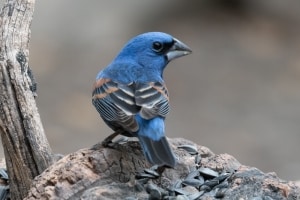 Blue Grosbeak