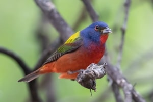 Painted Bunting
