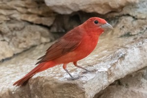 Summer Tanager