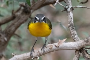 Yellow breasted Chat