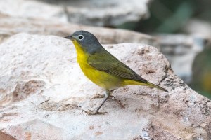 Nashville Warbler