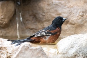 Orchard Oriole