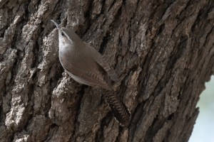 Bewicks Wren