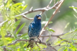 Indigo Bunting