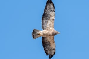 Swainsons Hawk
