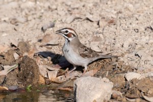 Lark Sparrow