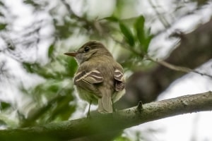 Acadian Flycatcher