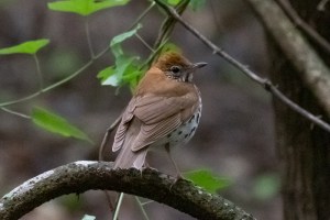 Wood Thrush