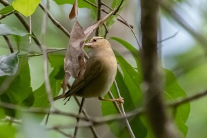 Worm eating Warbler