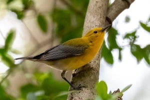 Prothonotary Warbler