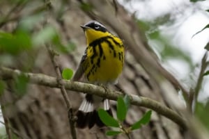 Magnolia Warbler