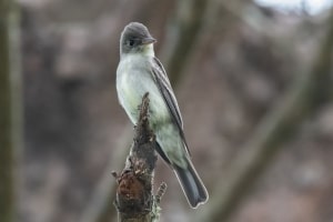 Eatsern Wood Pewee