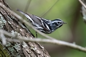 Black and White Warbler