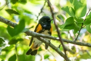 American Redstart
