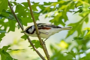 Chestnut sided Warbler