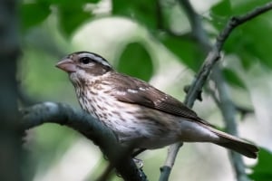 Rose breasted Grosbeak