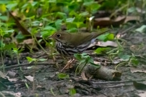 Ovenbird