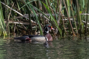 Wood Duck