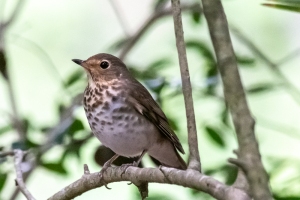 Swainsons Thrush
