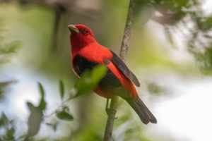 Scarlet Tanager