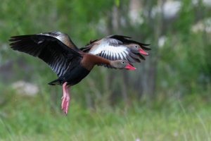 Black bellied Whistling Duck