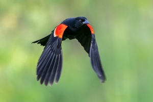 Red winged Blackbird