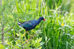 Purple Gallinule