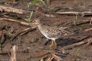 Pectoral Sandpiper