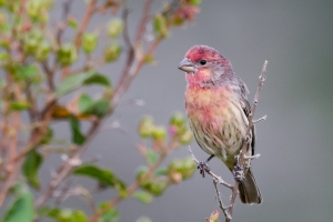 House Finch