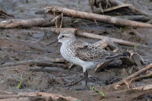 White rumped Sandpiper