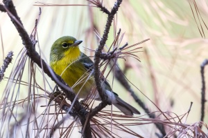 Pine Warbler