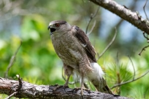 Coopers Hawk
