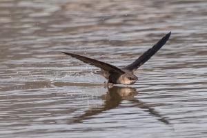 Chimney Swift