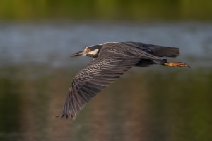 Yellow crowned Night Heron