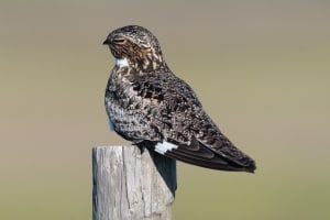 Common Nighthawk