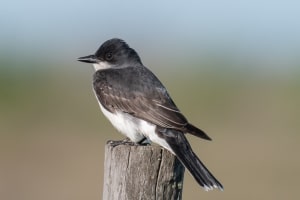 Eastern Kingbird