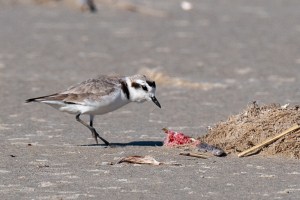 Snowy Plover