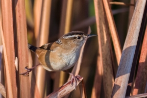 Marsh Wren