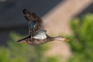 Mottled Duck