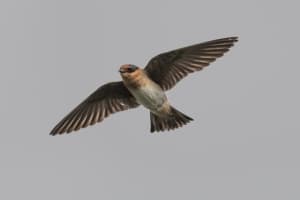 Cave Swallow