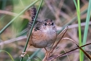 Sedge Wren