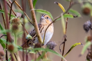 LeContes Sparrow