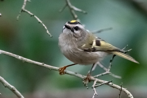 Golden crowned Kinglet