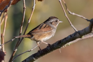 Swamp Sparrow